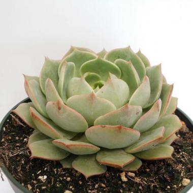 Echeveria ramillete